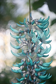 Jade vine Strongylodon macrobotrys raceme with turquoise flowers photo